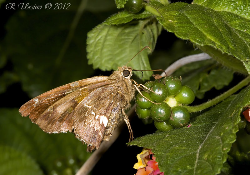 Foto Plateada Común