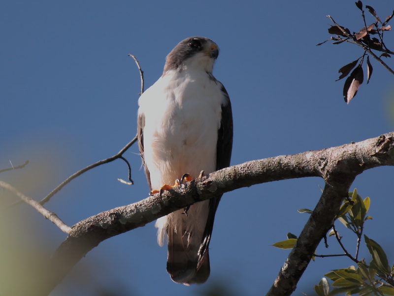 Photo Aguilucho Cola Corta