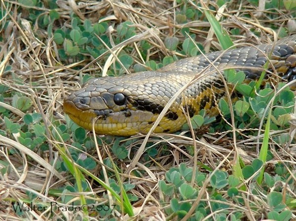 Foto Anaconda Amarilla