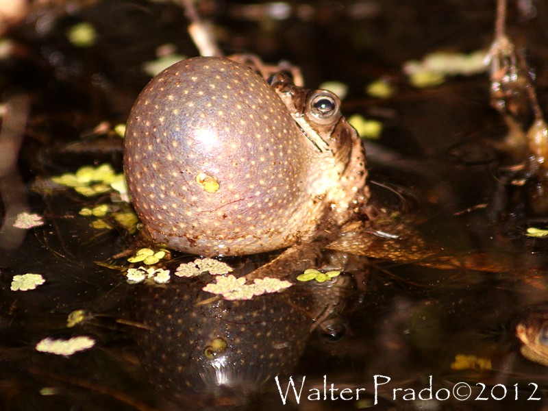 Photo Sapito Cavador