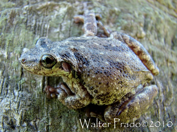 Photo Ranita Hocicuda de Pecho Manchado