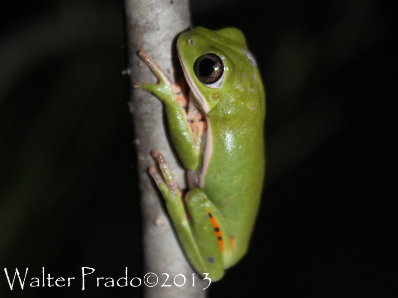 Photo Ranita Mono Chaqueña