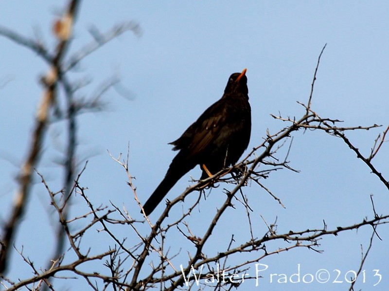Foto Zorzal Chiguanco
