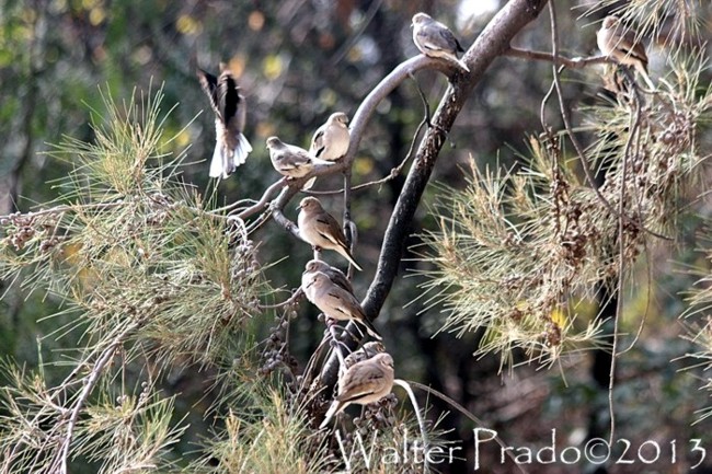 Foto Torcacita Común
