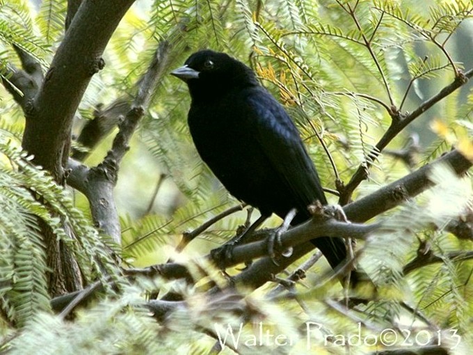 Foto Tordo Pico Corto