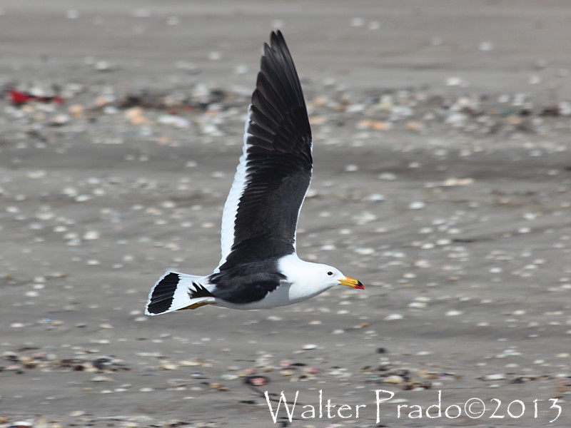 Foto Gaviota Cangrejera