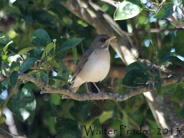 Foto Zorzal Chalchalero