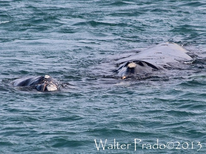 Foto Ballena Franca Austral