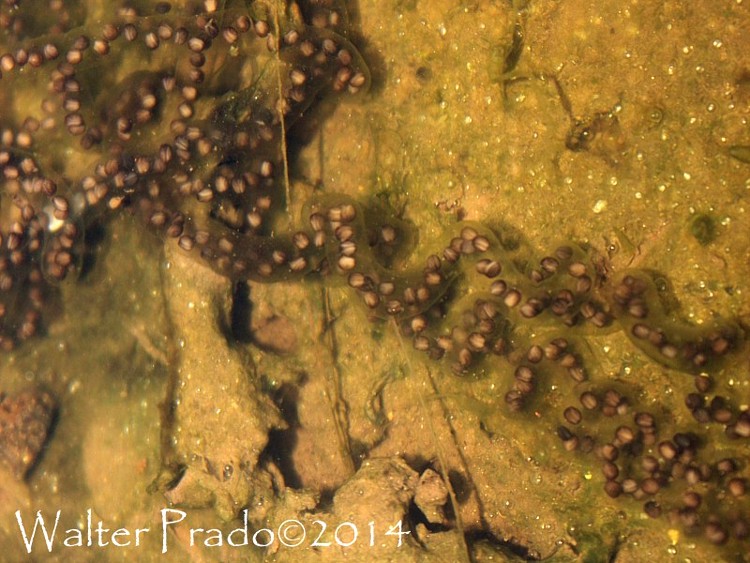 Photo Sapito Cavador