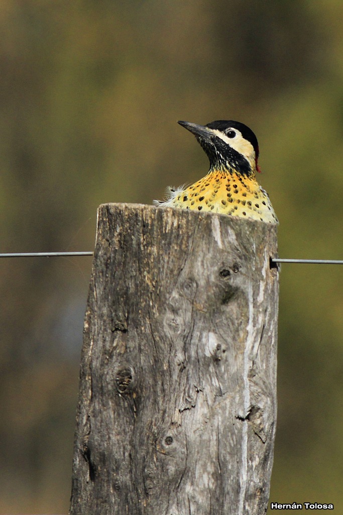 Photo Carpintero Real Común