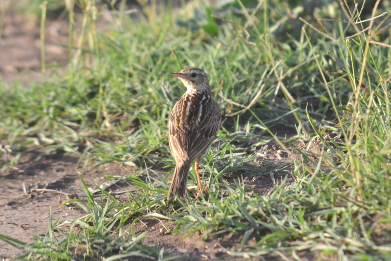 Foto Cachirla Común