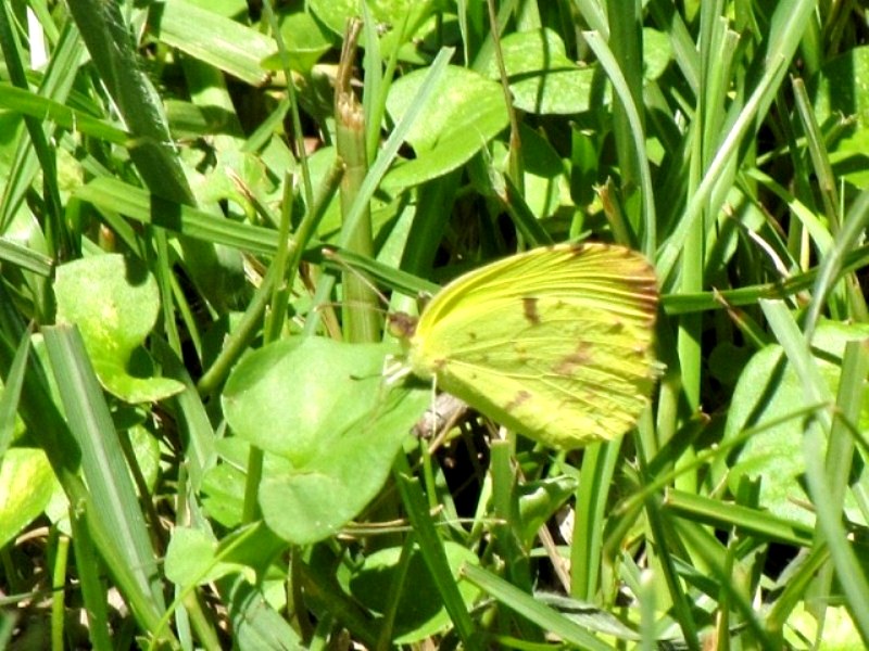 Photo Limoncito Común