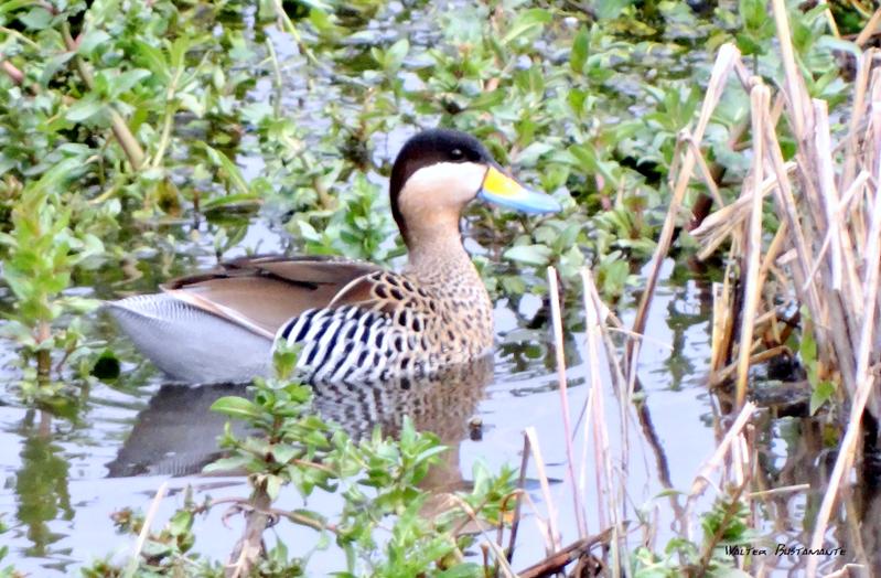 Photo Pato Capuchino