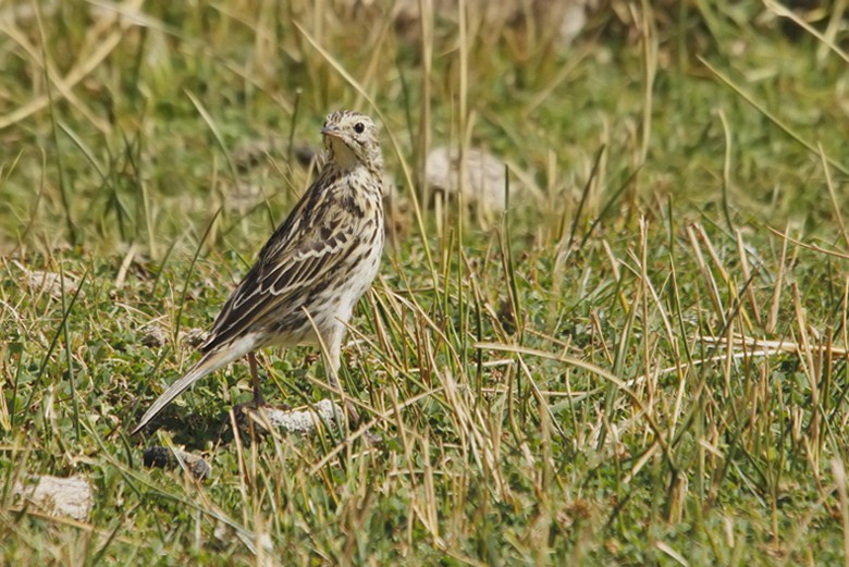 Photo Cachirla Común