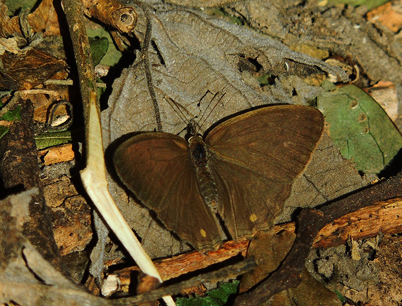Photo Ocelada Común