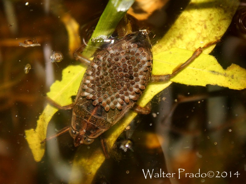 Foto Chinche Acuática Gigante