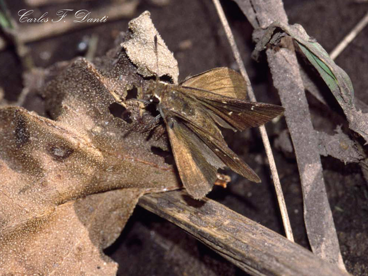 Foto Medialuna Común