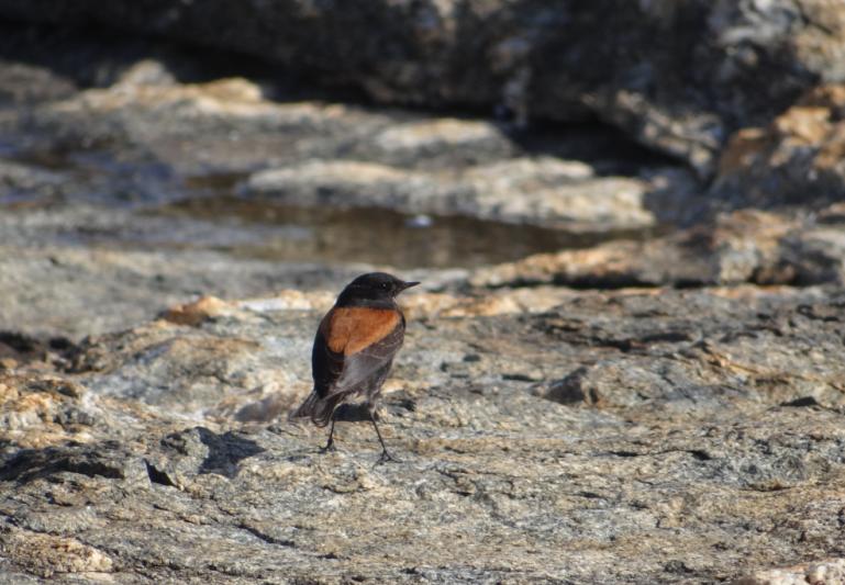 Foto Sobrepuesto Común