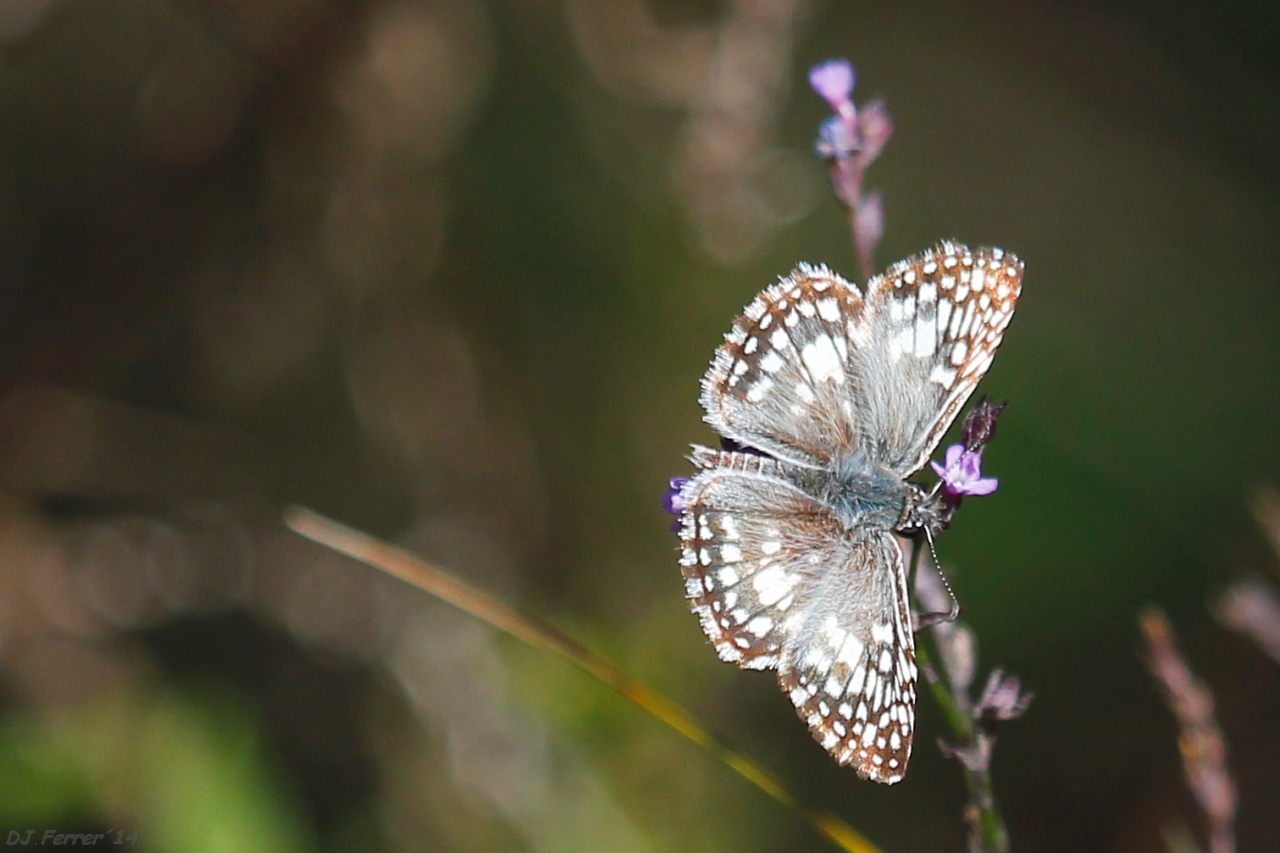 Photo Ajedrezada Común