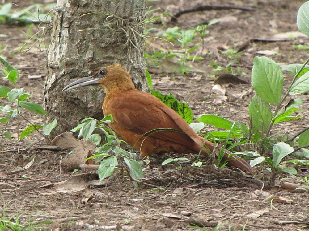 Foto Trepador Gigante