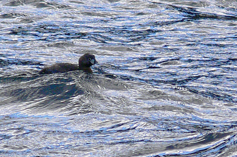 Photo Macá Pico Grueso