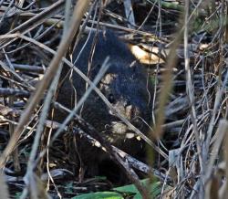 Foto Brazilian Guinea Pig