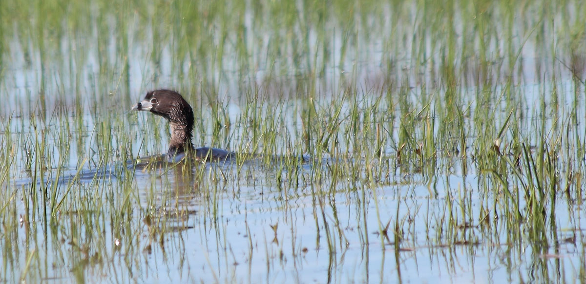 Photo Macá Pico Grueso