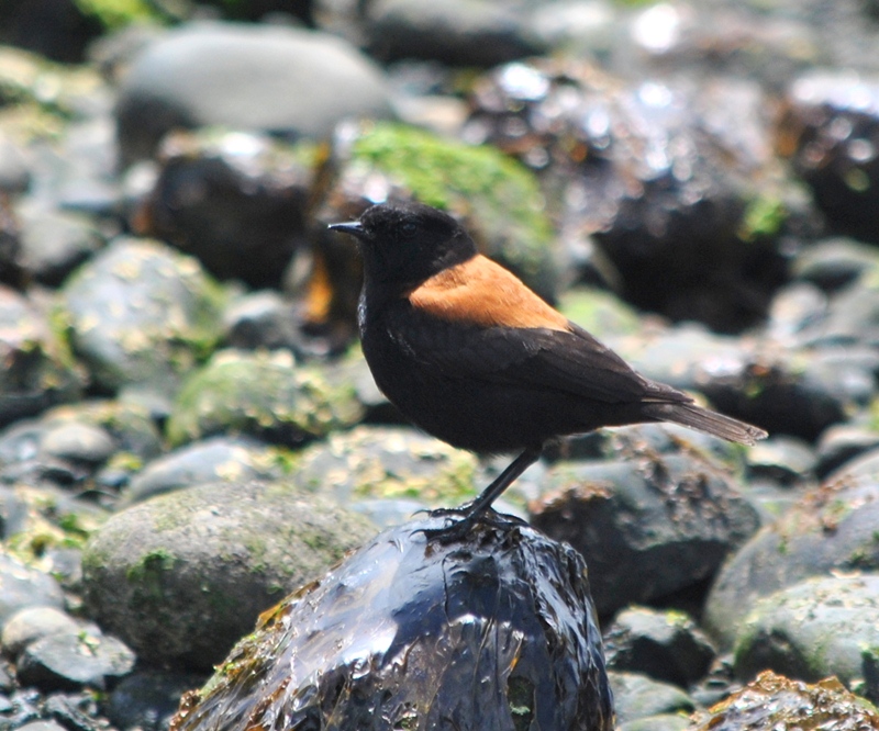 Foto Sobrepuesto Común