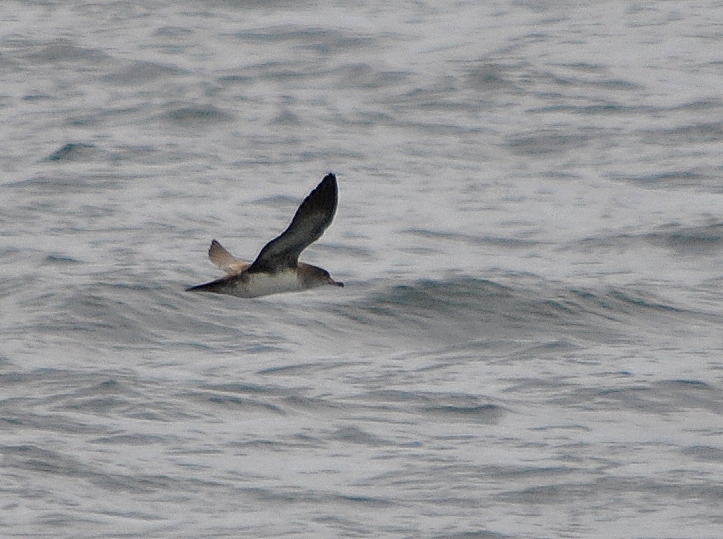 Photo Pardela Pico Rosado