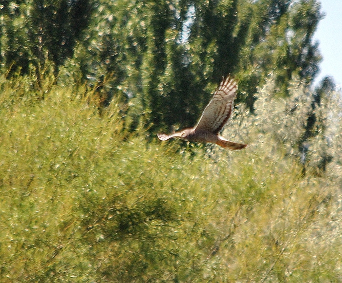 Photo Gavilán Planeador