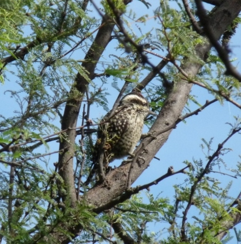 Foto Carpintero Bataraz Chico
