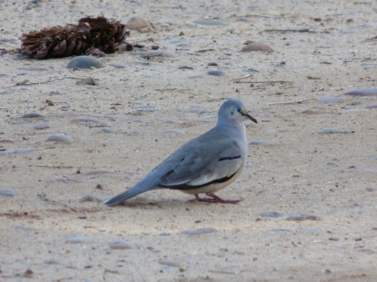 Photo Torcacita Común