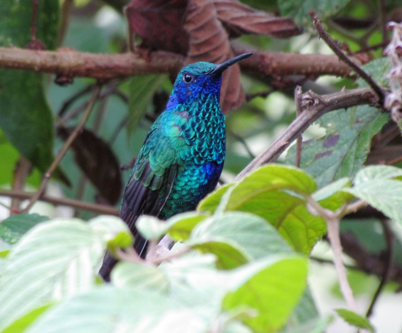 Foto Colibrí Grande