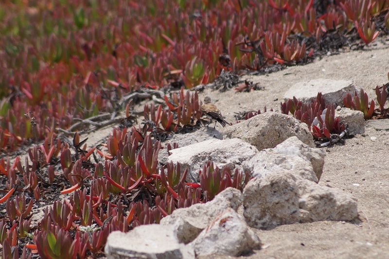 Foto Sobrepuesto Común