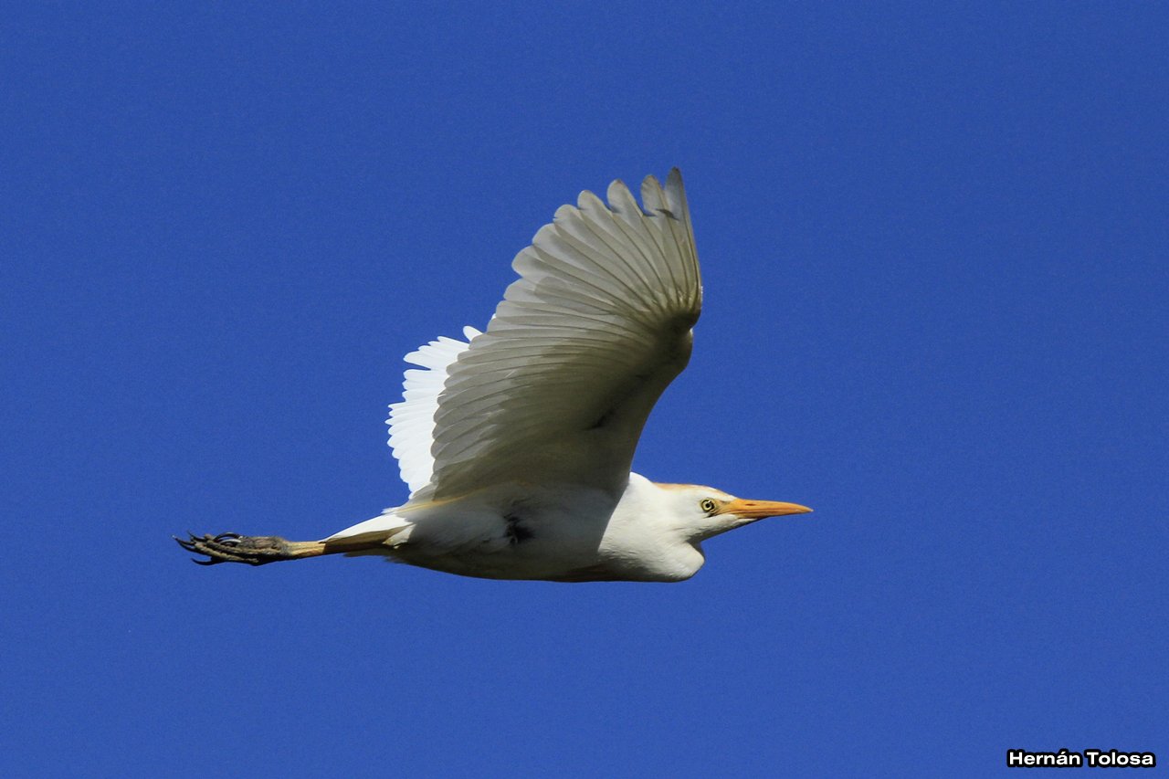 Photo Garcita Bueyera