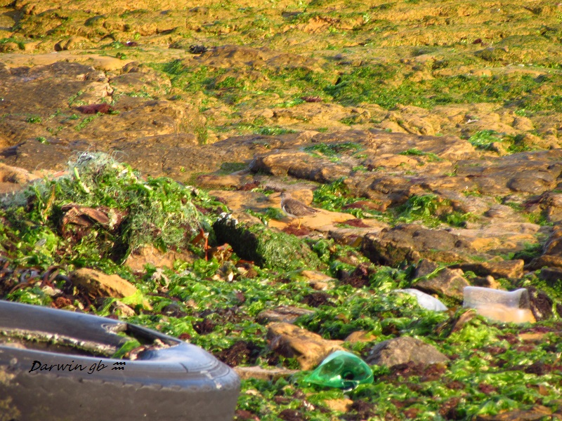 Photo Playerito Manchado