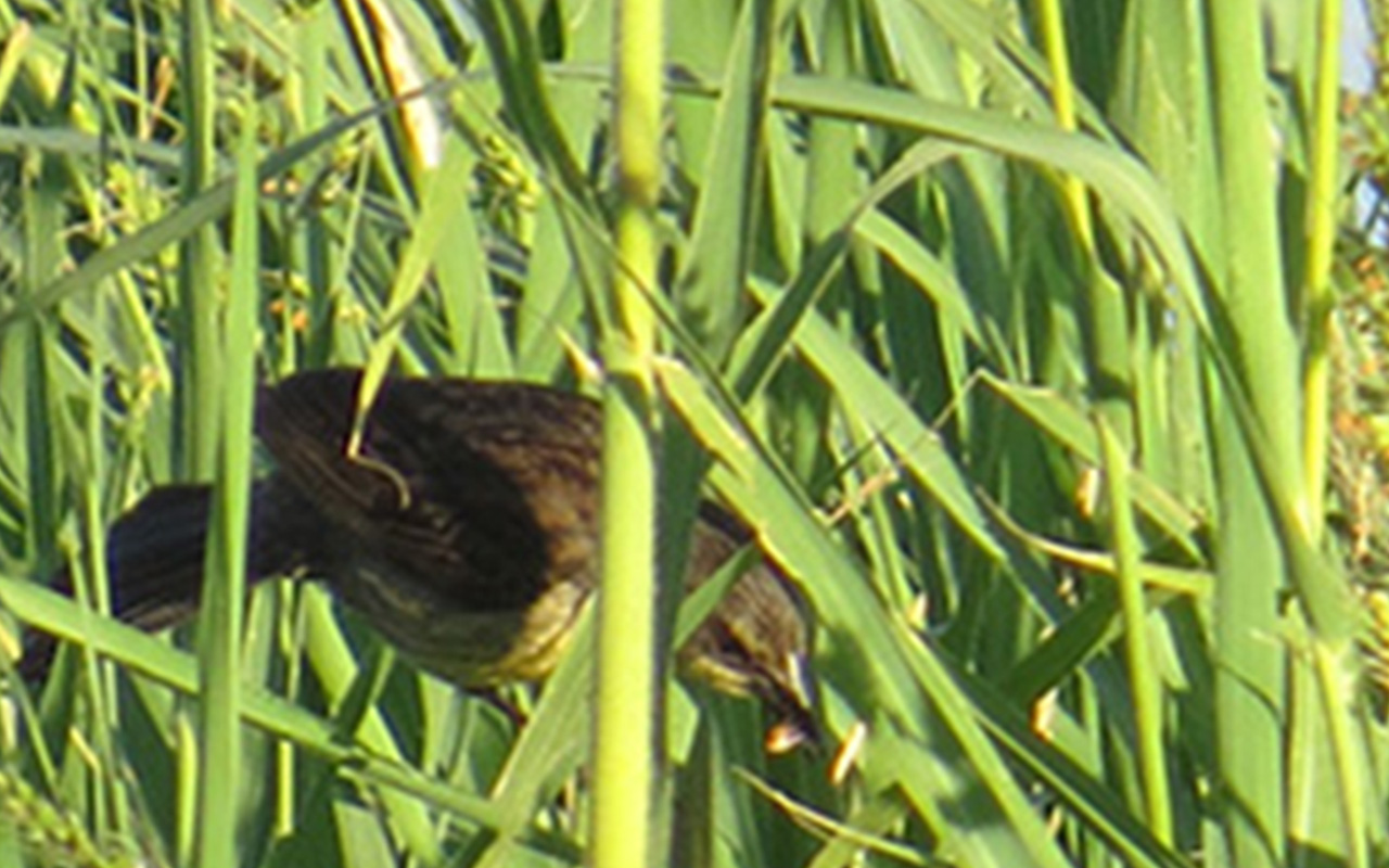 Foto Varillero Negro