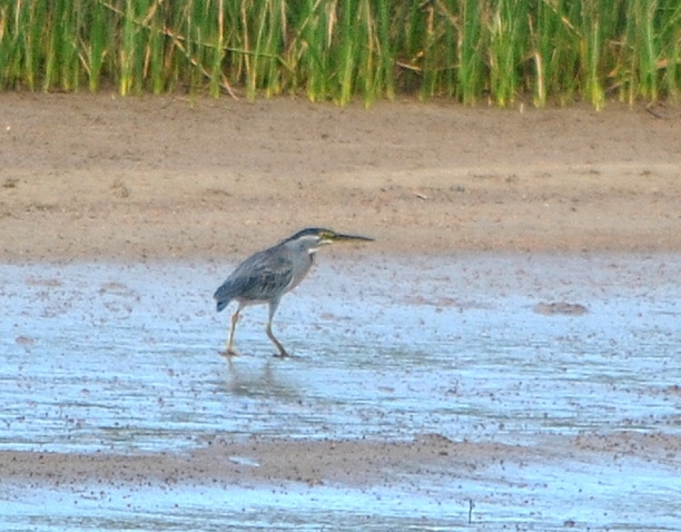 Photo Garcita Azulada