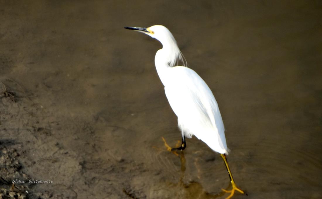 Photo Garcita Blanca