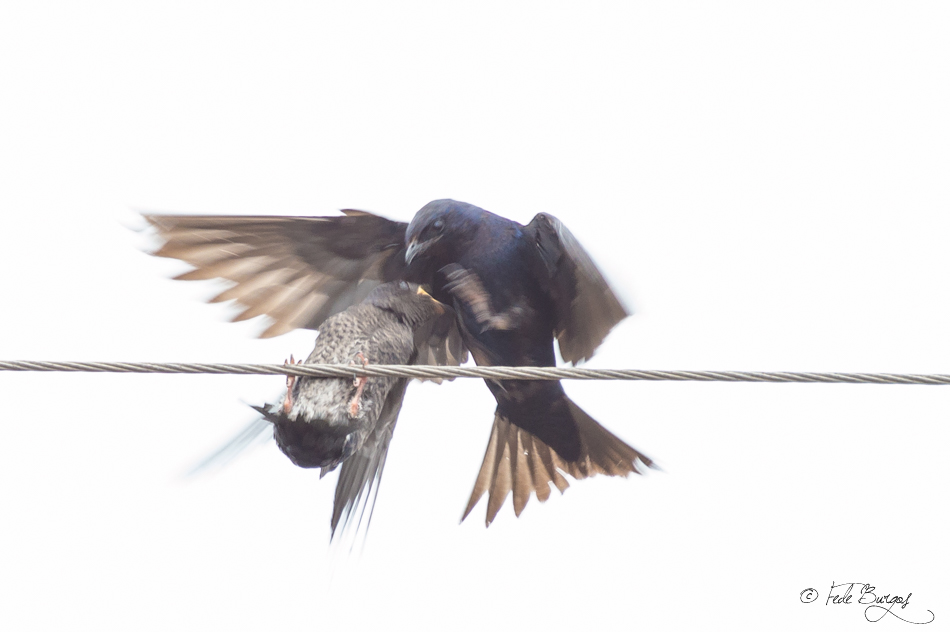 Photo Golondrina Negra