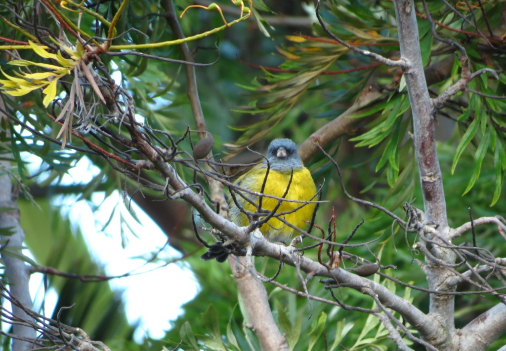 Foto Comesebo Andino