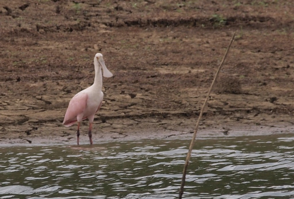 Foto Espátula Rosada