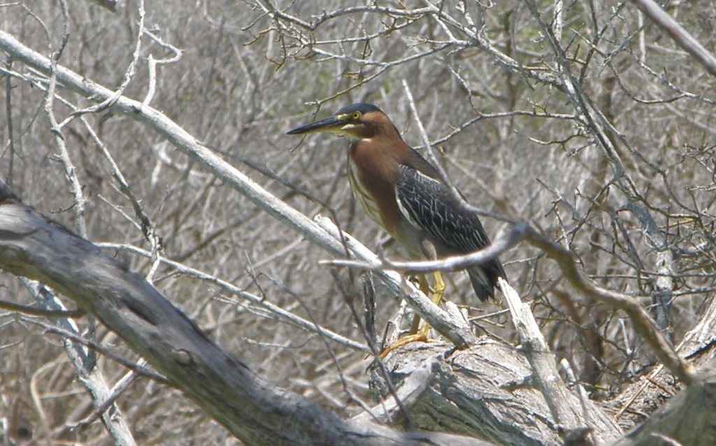 Foto Garcita Azulada