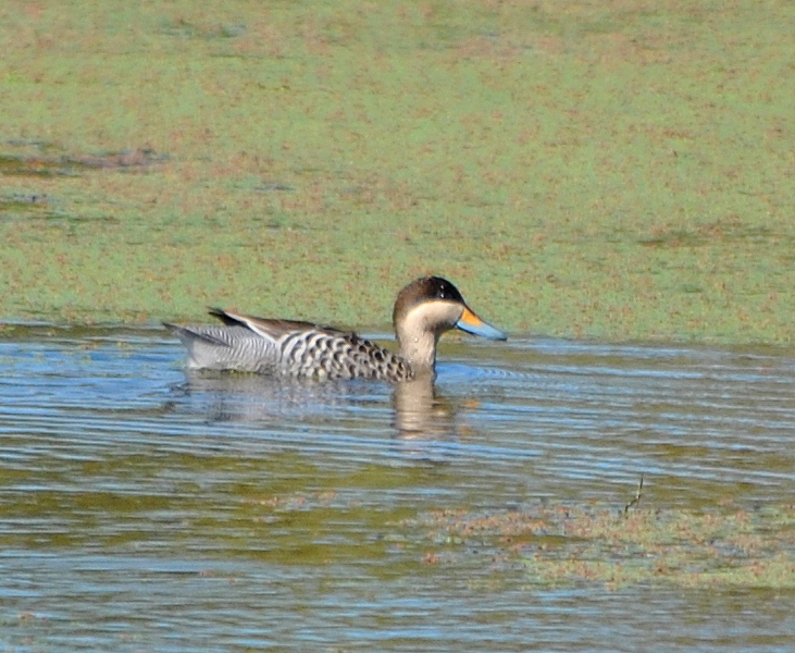 Photo Pato Capuchino