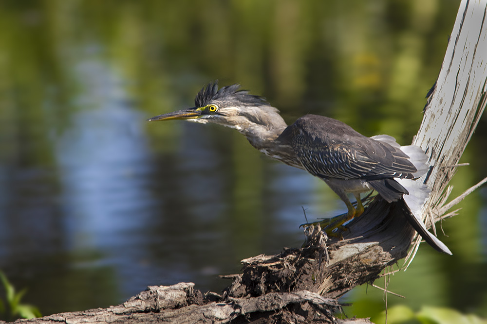 Photo Garcita Azulada