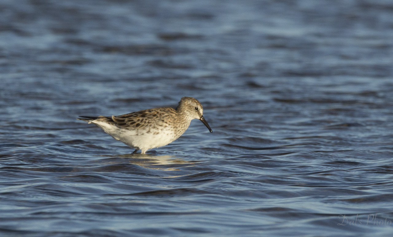 Photo Playerito Rabadilla Blanca