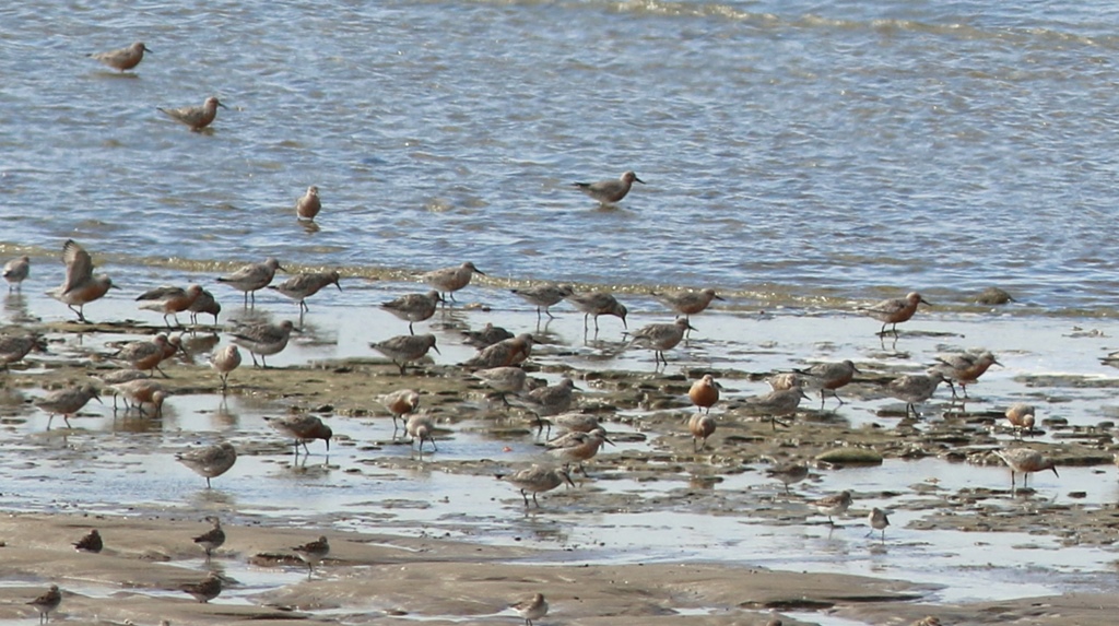 Photo Playero Rojizo