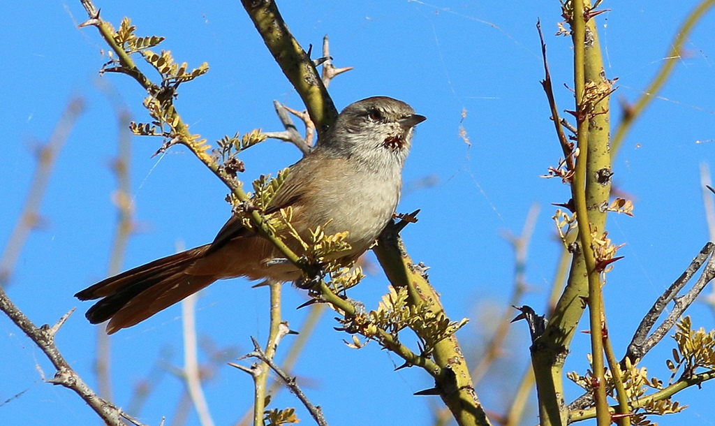 Foto Canastero Chaqueño