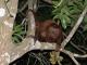 Colombian Red Howler ()