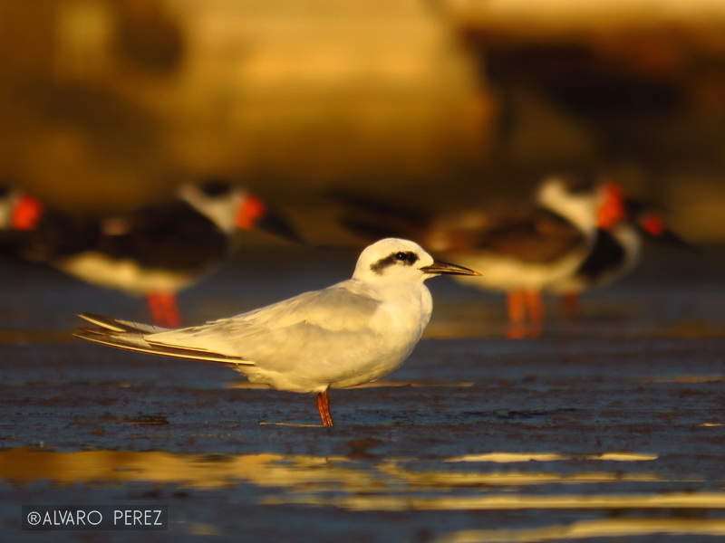 Photo Gaviotín Lagunero